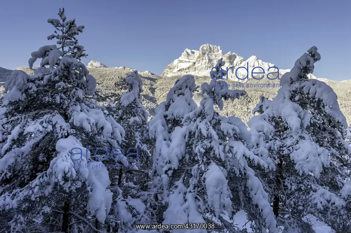 : View on Mount Pelmo with in the foreground the snow-covered trees in the valley : View on Mount Pelmo with in the foreground the snow-covered trees in the valley