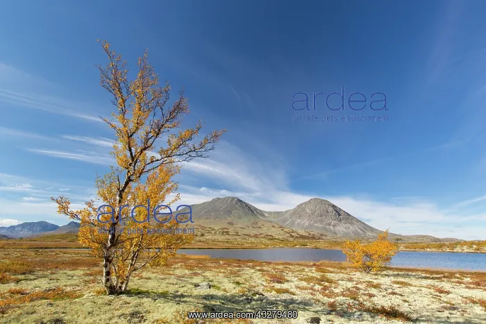  : View at mount Stygghoin in autumn at Doraldalen - Rondane Na