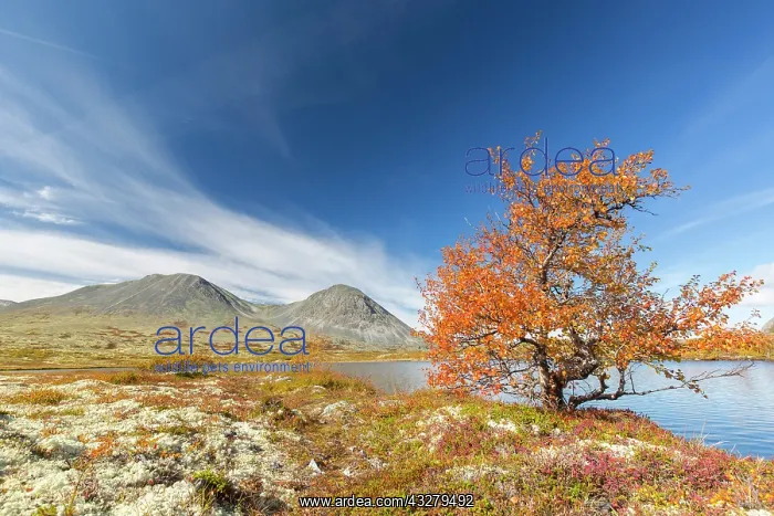 : View at mount Stygghoin in autumn at Doraldalen - Rondane Na : View at mount Stygghoin in autumn at Doraldalen - Rondane Na