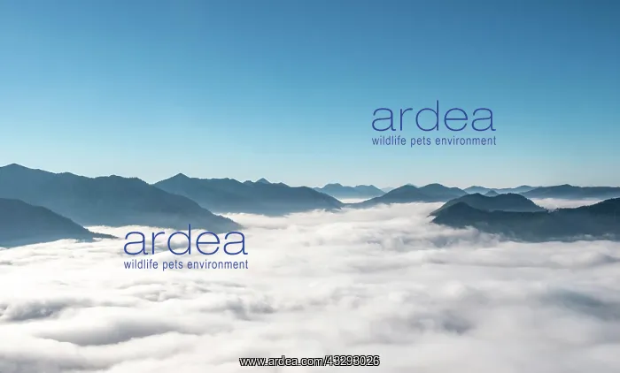 : View of mountain peaks with fog over the valley : View of mountain peaks with fog over the valley