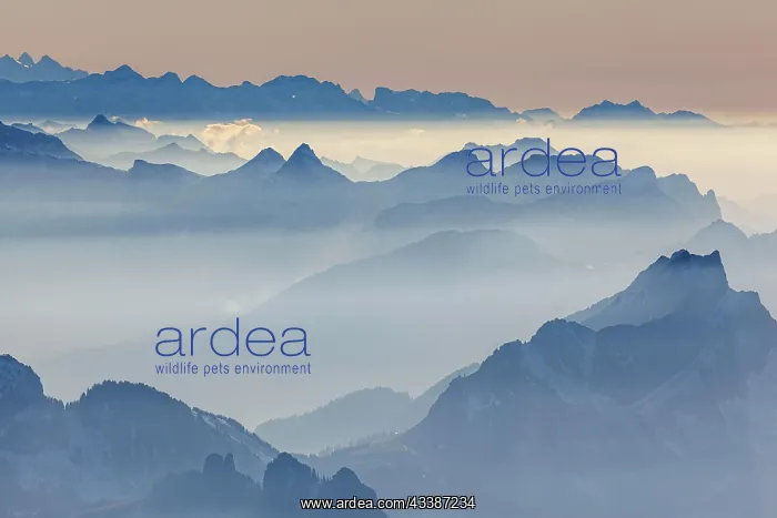 : View of mountain range, haze, backlight, autumn : View of mountain range, haze, backlight, autumn