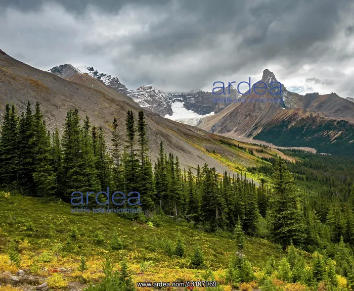 : View of mountains and glaciers, Mount Athabasca : View of mountains and glaciers, Mount Athabasca
