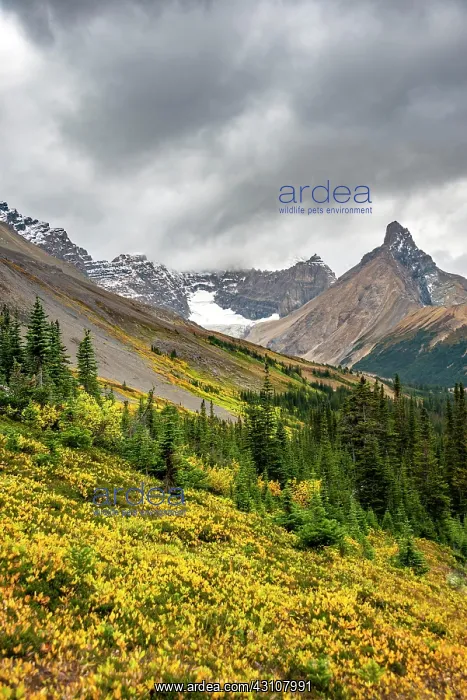 : View of mountains and glaciers, Mount Athabasca : View of mountains and glaciers, Mount Athabasca