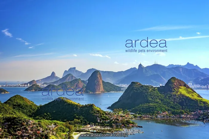 : View from the top of the mountains, sea, Guanabara : View from the top of the mountains, sea, Guanabara