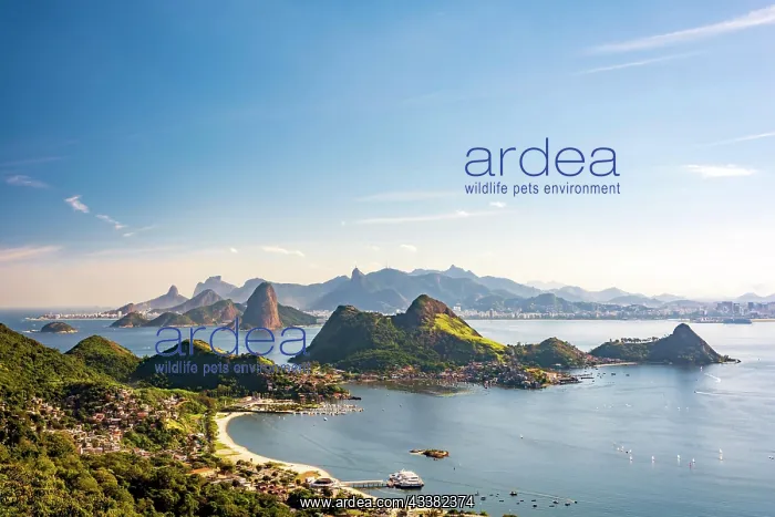 : View from the top of the mountains, sea, Guanabara : View from the top of the mountains, sea, Guanabara