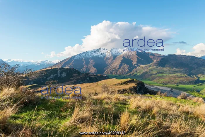 : View of mountains with snow, Wanaka Lake, Rocky : View of mountains with snow, Wanaka Lake, Rocky