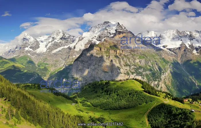 : View to Mt. Allmendhubel and to the Bernese Alps : View to Mt. Allmendhubel and to the Bernese Alps