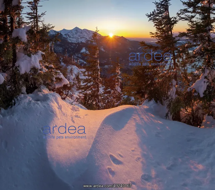 : View from Mt. Jochberg near lake Walchensee towards : View from Mt. Jochberg near lake Walchensee towards