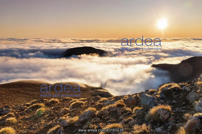 : View from Mt. Ngauruhoe to Mt. Ruapehu at sunrise : View from Mt. Ngauruhoe to Mt. Ruapehu at sunrise