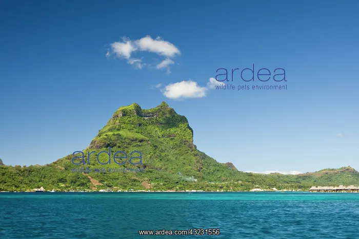 : View of Mt. Otemanu in Bora Bora, Society : View of Mt. Otemanu in Bora Bora, Society