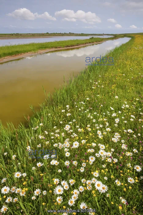 : View over nature reserve Wagejot on Texel with daisy's in th : View over nature reserve Wagejot on Texel with daisy's in th