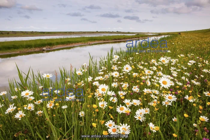 : View over nature reserve Wagejot on Texel with daisy's in th : View over nature reserve Wagejot on Texel with daisy's in th