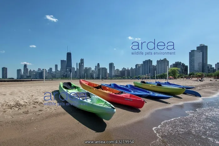 : View from North Avenue Beach to the skyline, Chicago : View from North Avenue Beach to the skyline, Chicago