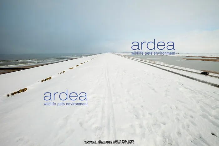 : View over the North Sea and the Putten from the Hondsbosche : View over the North Sea and the Putten from the Hondsbosche