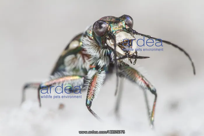: Front view of a Northern Dune Tiger Beetle (Cic : Front view of a Northern Dune Tiger Beetle (Cic