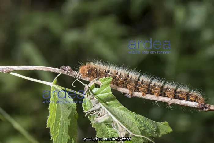 : Side view of Oak eggar, (Lasiocampa quercus) : Side view of Oak eggar, (Lasiocampa quercus)