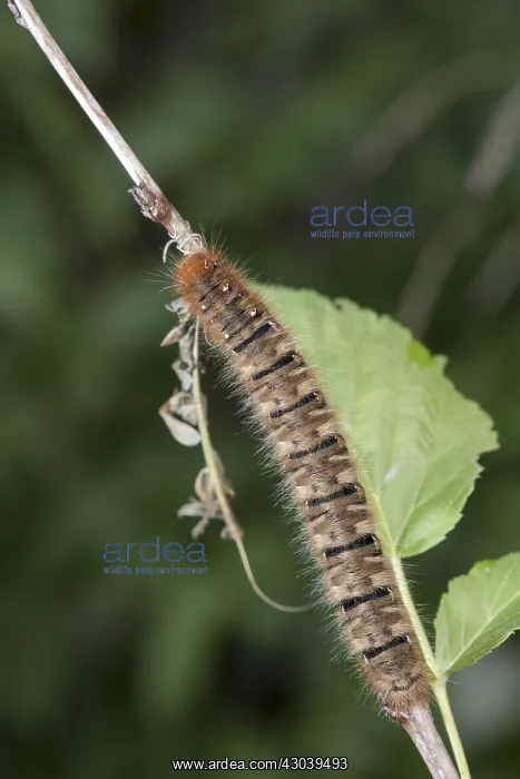 : Top view of Oak eggar, (Lasiocampa quercus) goes : Top view of Oak eggar, (Lasiocampa quercus) goes
