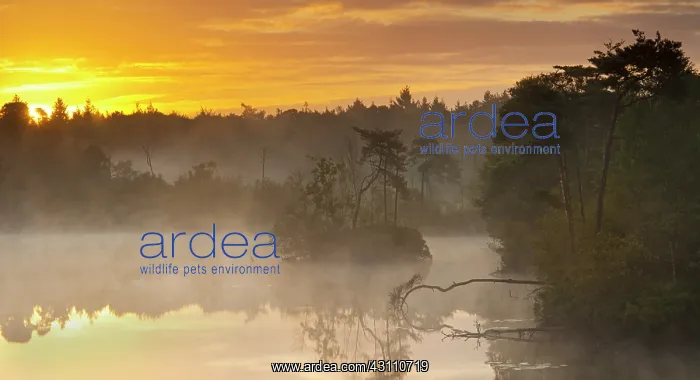 : View over the Oisterwijkse bossen en vennen during sunrise : View over the Oisterwijkse bossen en vennen during sunrise