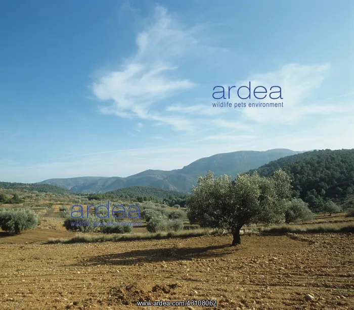 : View of olive grove in early winter : View of olive grove in early winter