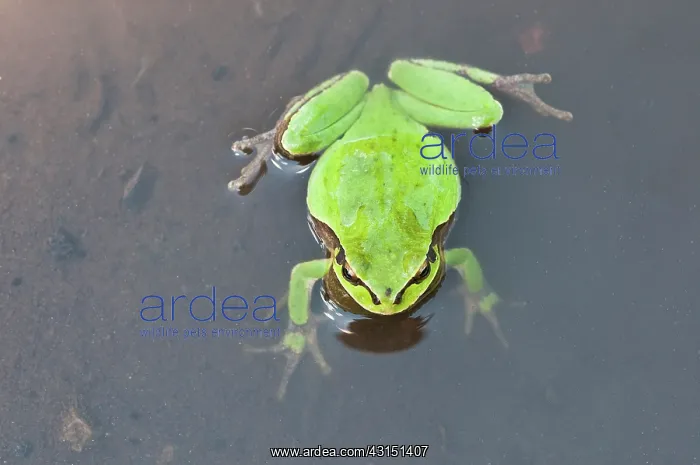 : Top view of an Oriental Tree Frog : Top view of an Oriental Tree Frog