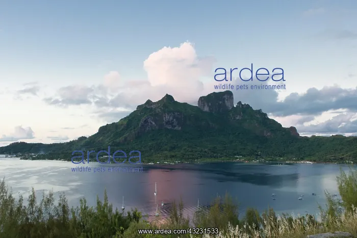 : View from overlook near Mt. Otemanu in Bora : View from overlook near Mt. Otemanu in Bora