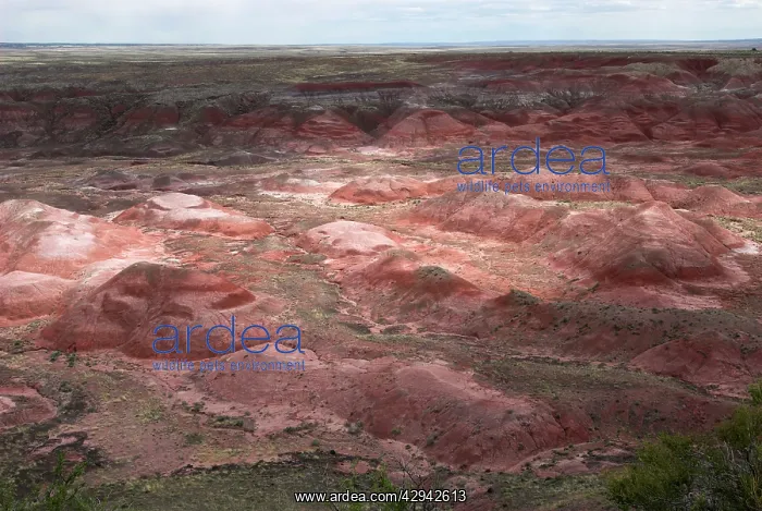  : View over Painted Desert, the dark red areas are