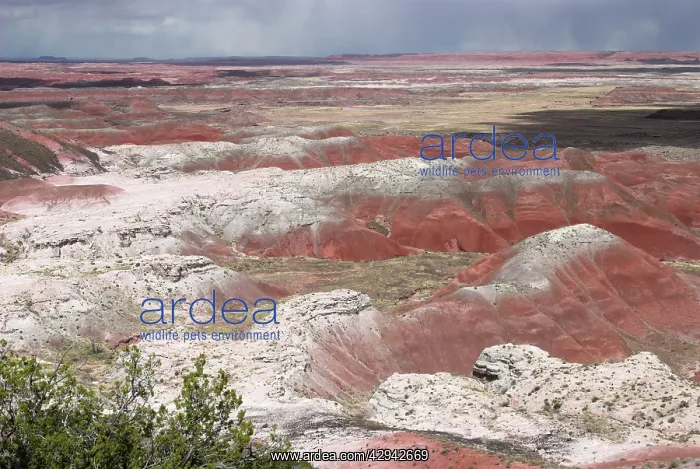 : View over Painted Desert, the white layers are sandstone : View over Painted Desert, the white layers are sandstone