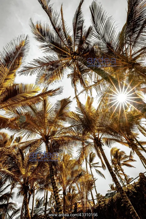 : A view between palm trees into the sky and a sun : A view between palm trees into the sky and a sun