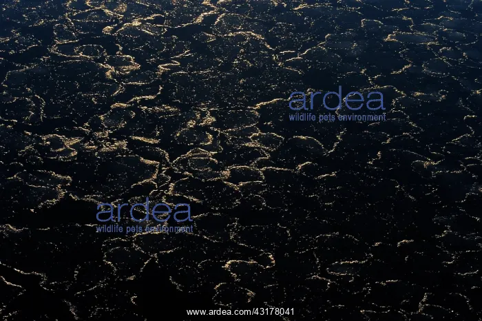 : View on Pancake Ice in morning light : View on Pancake Ice in morning light