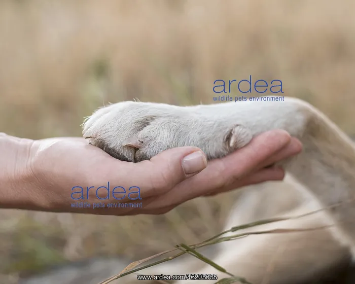 : side view person holding dogs paw. Resolution and : side view person holding dogs paw. Resolution and