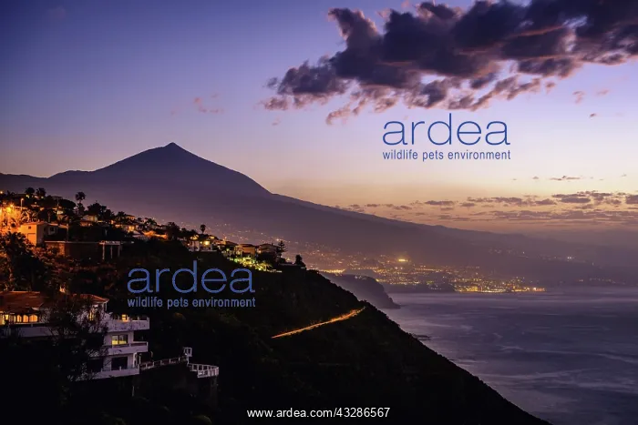 : View of Pico del Teide at dusk, north coast Tenerife : View of Pico del Teide at dusk, north coast Tenerife