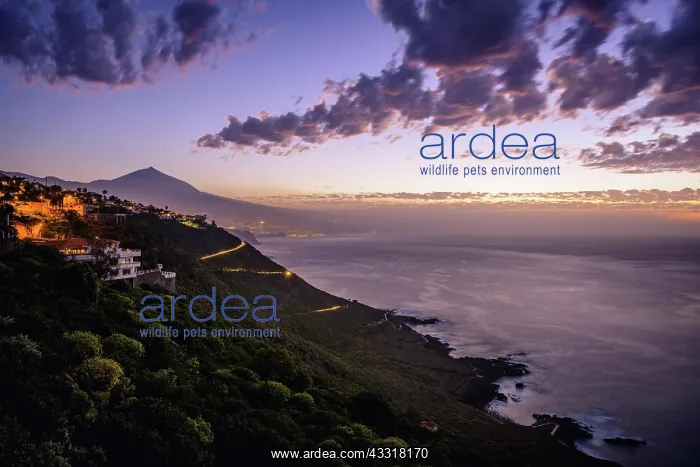 : View of Pico del Teide at sunset, dusk, north coast : View of Pico del Teide at sunset, dusk, north coast