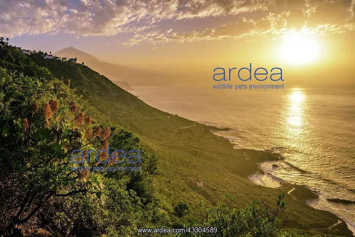: View of Pico del Teide at sunset, north coast Tenerife : View of Pico del Teide at sunset, north coast Tenerife