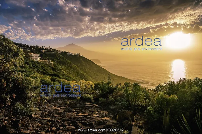 : View of Pico del Teide at sunset, north coast Tenerife : View of Pico del Teide at sunset, north coast Tenerife