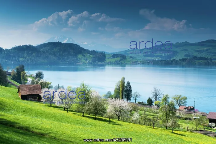 : view of picturesque Swiss mountain and lake landscape : view of picturesque Swiss mountain and lake landscape