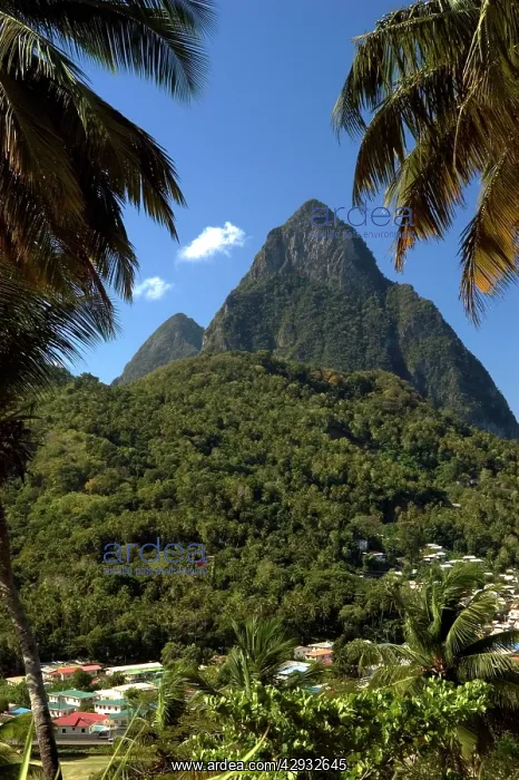 : A view of The Pitons Mountains, with dense green : A view of The Pitons Mountains, with dense green