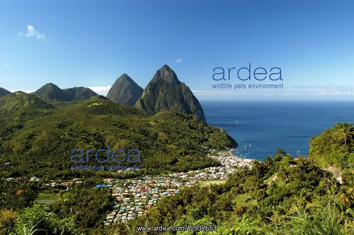 : A view of The Pitons Mountains, with dense green : A view of The Pitons Mountains, with dense green