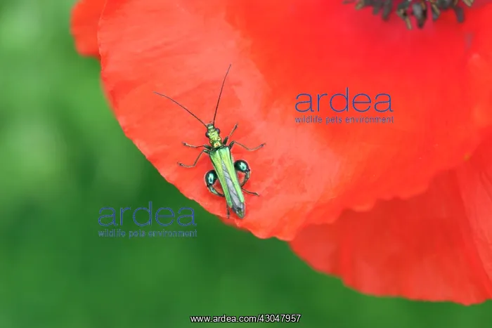 : Poppy. Part view of Poppy, Papaver rhoeas with Thick-legged Flower Beetle : Poppy. Part view of Poppy, Papaver rhoeas with Thick-legged Flower Beetle