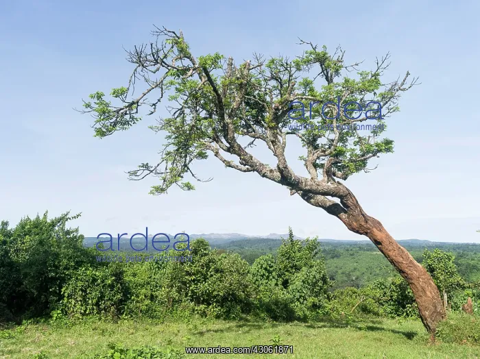 : View of the primeval forest towards the : View of the primeval forest towards the