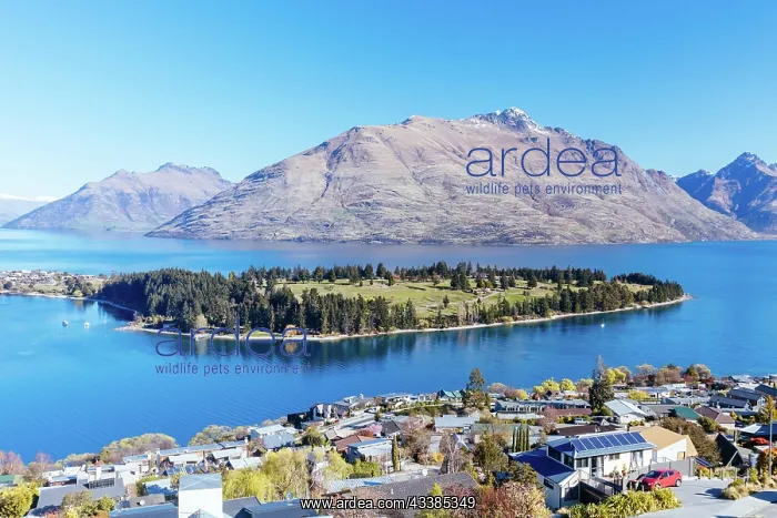 : The view over Queenstown towards Cecil Peak on a s : The view over Queenstown towards Cecil Peak on a s