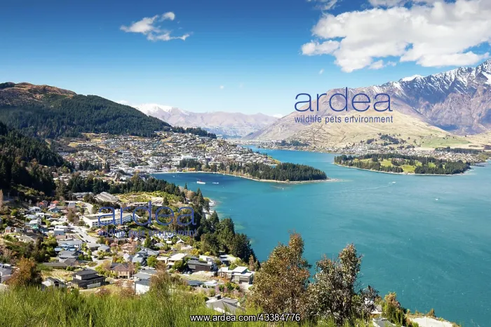 : A view of Queenstown on a sunny spring day in New Zealand : A view of Queenstown on a sunny spring day in New Zealand
