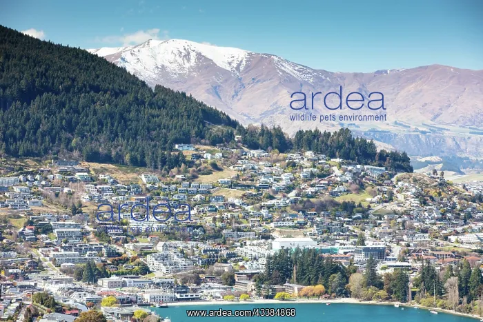 : A view of Queenstown on a sunny spring day in New Zealand : A view of Queenstown on a sunny spring day in New Zealand