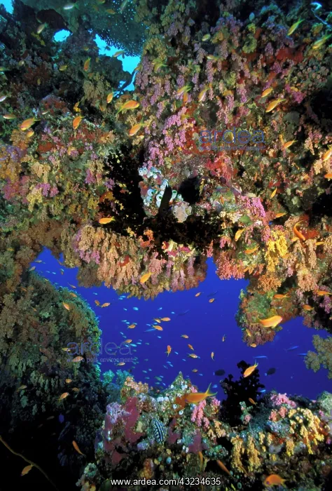 : View of reef : View of reef