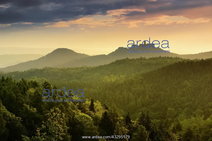 : View from Rennsteig to the Wartburg Castle, Morning : View from Rennsteig to the Wartburg Castle, Morning