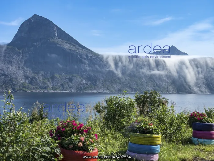 : View from rest area over fjord Mefjord on Senja : View from rest area over fjord Mefjord on Senja