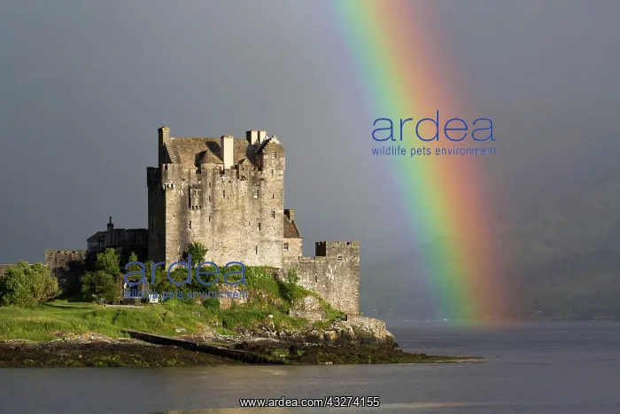 : View of restored castle on tidal island in sea loch : View of restored castle on tidal island in sea loch