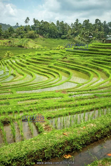 : View of the rice terrace in Blimbing and Pupuan : View of the rice terrace in Blimbing and Pupuan