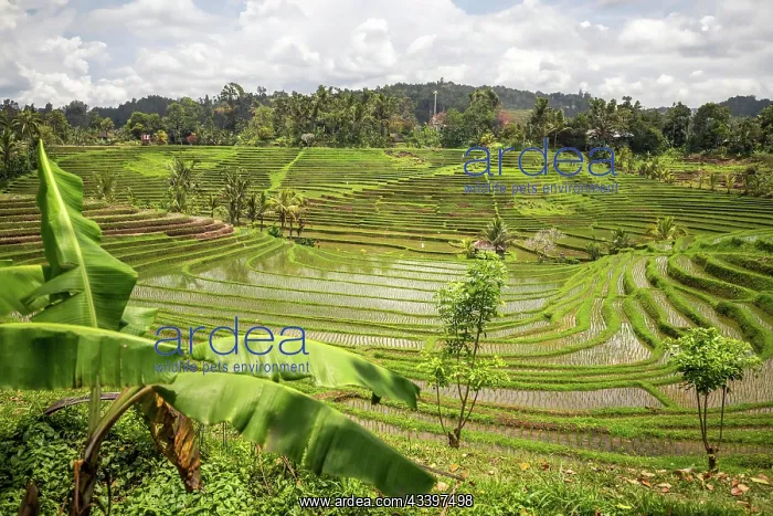  : View of the rice terrace in Blimbing and Pupuan