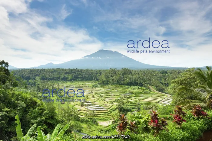 : View of rice terraces and Gunung Agung volcano : View of rice terraces and Gunung Agung volcano
