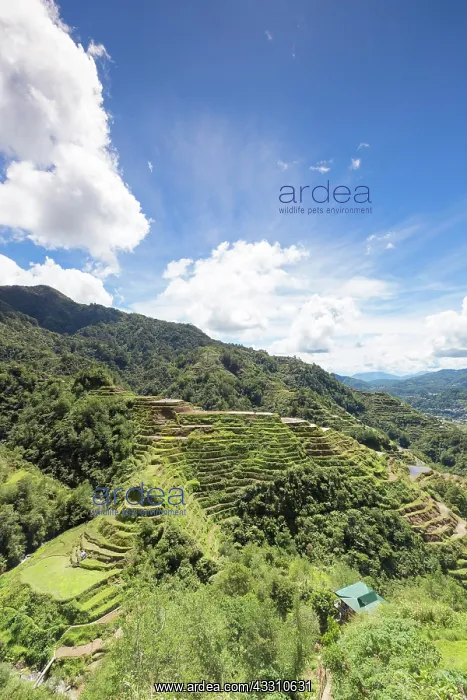 : View of the rice terraces as seen from the Banaue : View of the rice terraces as seen from the Banaue